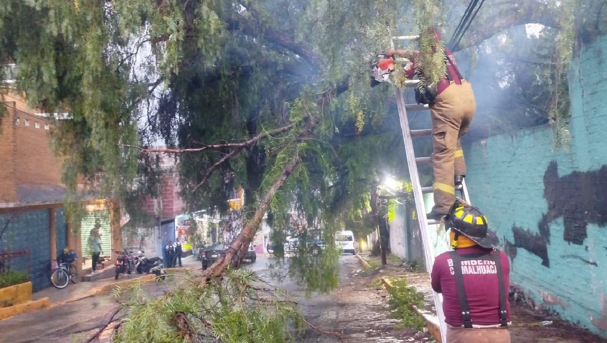 Lluvias recientes causan desprendimiento de talud y árbol en riesgo en Chimalhuacán. Especial