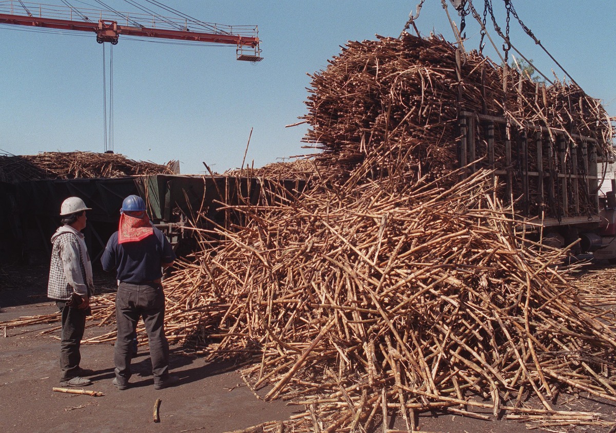 Producción de caña de azúcar en ingenios de Jalisco. | Humberto Muñiz Ceja