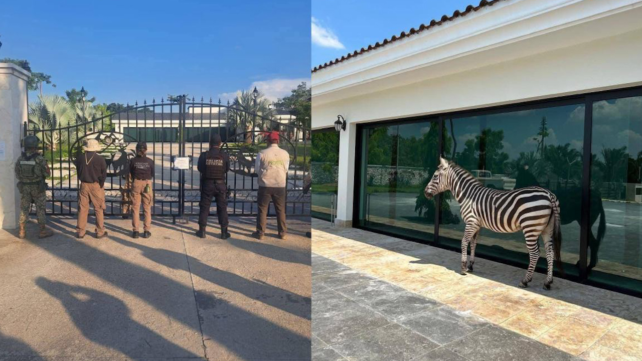 Tabasco: Confiscan animales exóticos en propiedad de empresario
