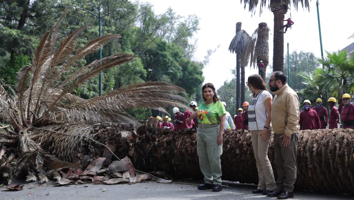 Clara Brugada, explicó que se busca atender la problemática fitosanitaria que afecta a miles de ejemplares. | Alma Paola Wong