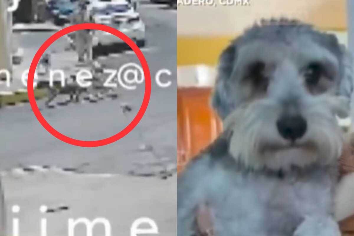 Los canes agresores se lanzaron contra el perro de la víctima.