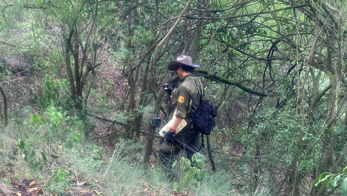 Parques y Vida Silvestre de Nuevo León informó sobre la presencia de los ejemplares. | Especial