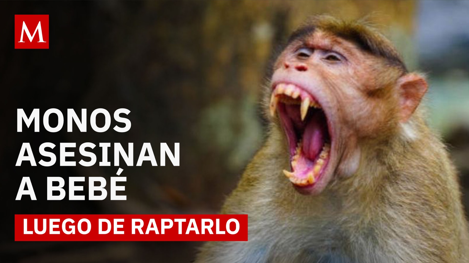 Tragedia en India: monos irrumpen en una casa y desatan alarma en la región