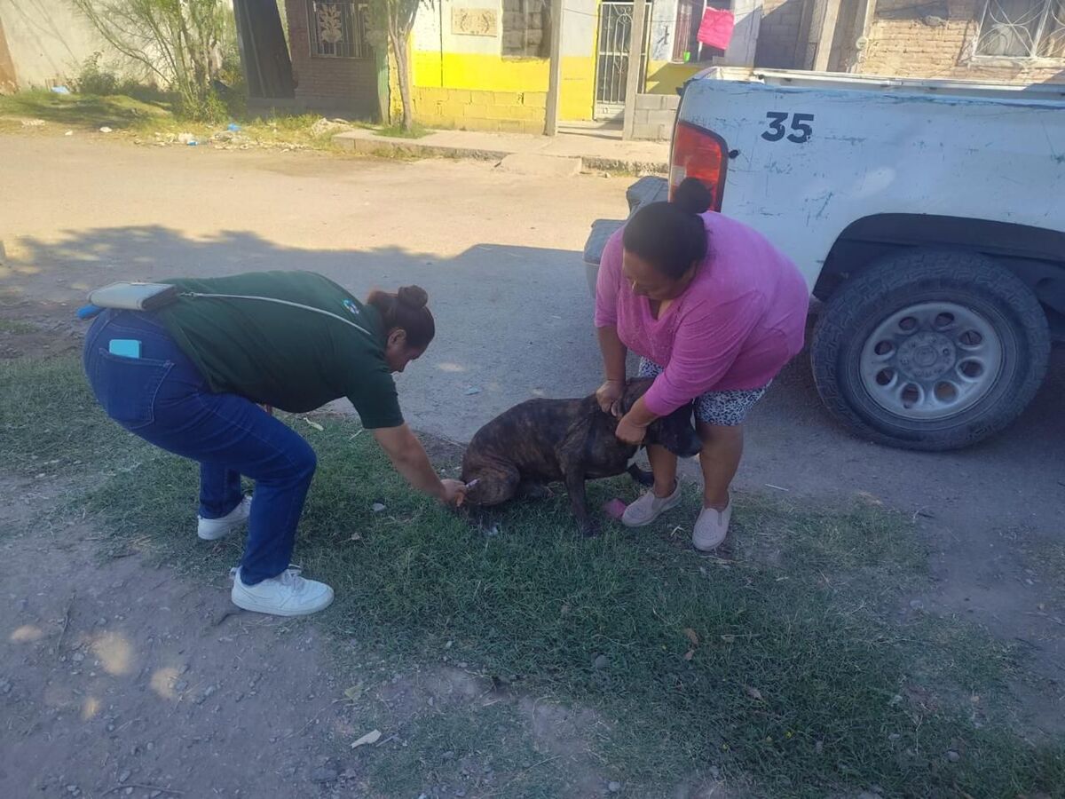 Se aplicaron medidas urgentes y se conformó una brigada de vacunación y desparasitación de perros y gatos. | Especial