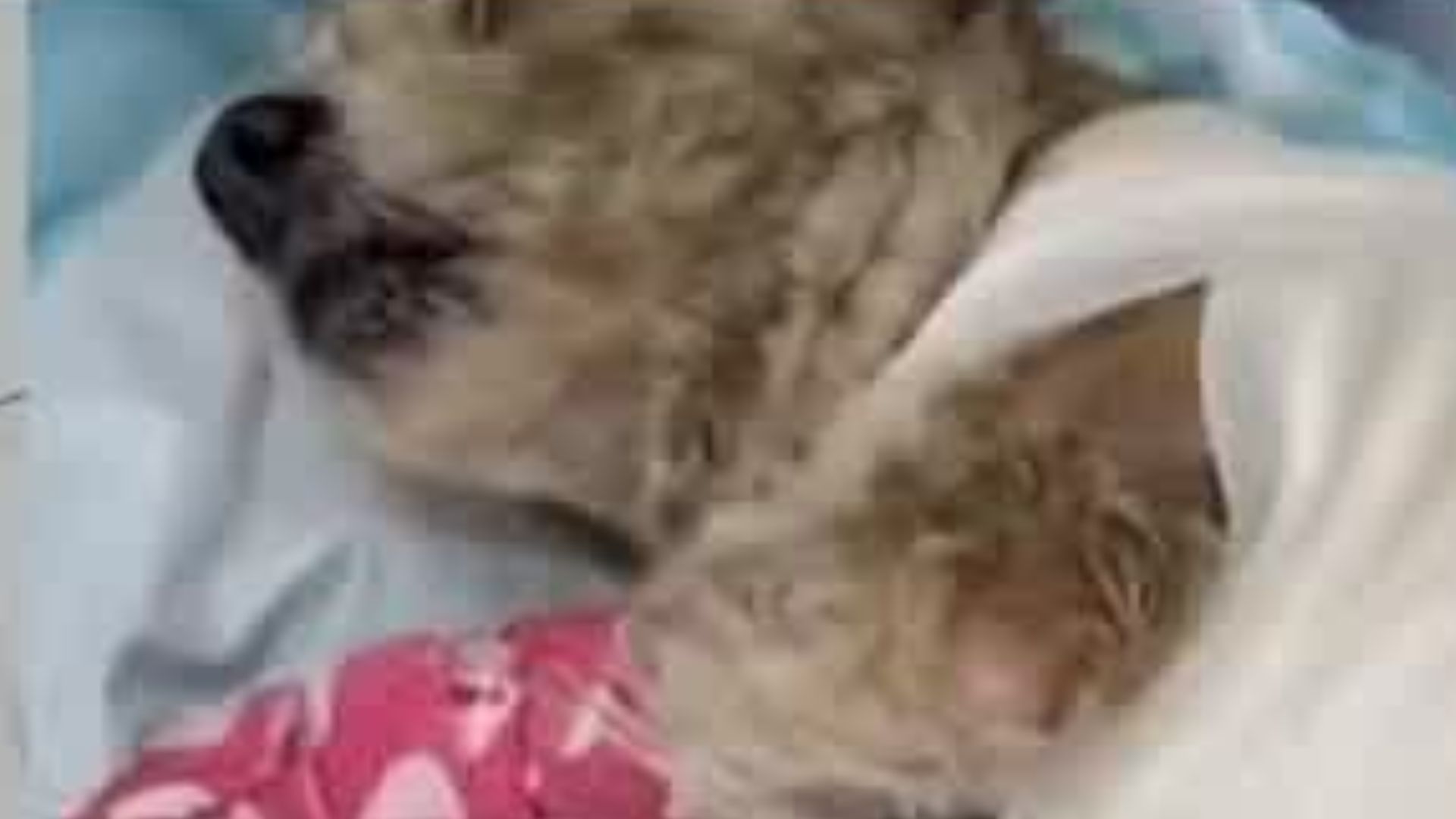 Perrita embarazada sobrevive a la explosión de Iztapalapa, pero se encuentra en estado delicado