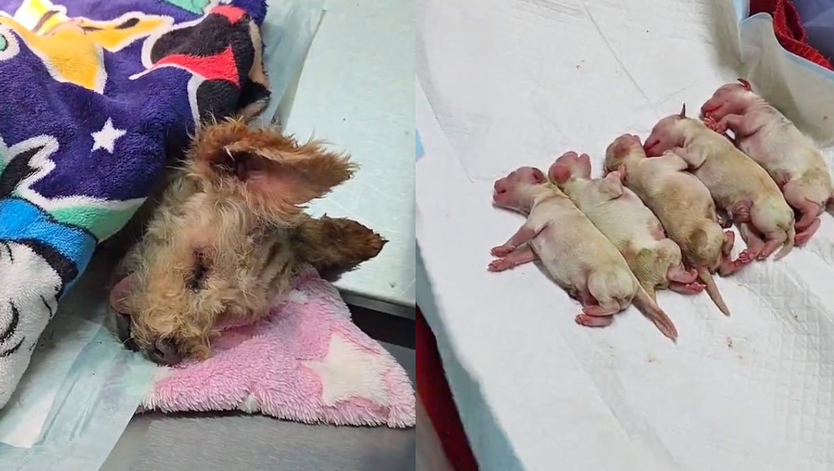 Perrita sobrevive a explosión en Iztapalapa. | ESPECIAL