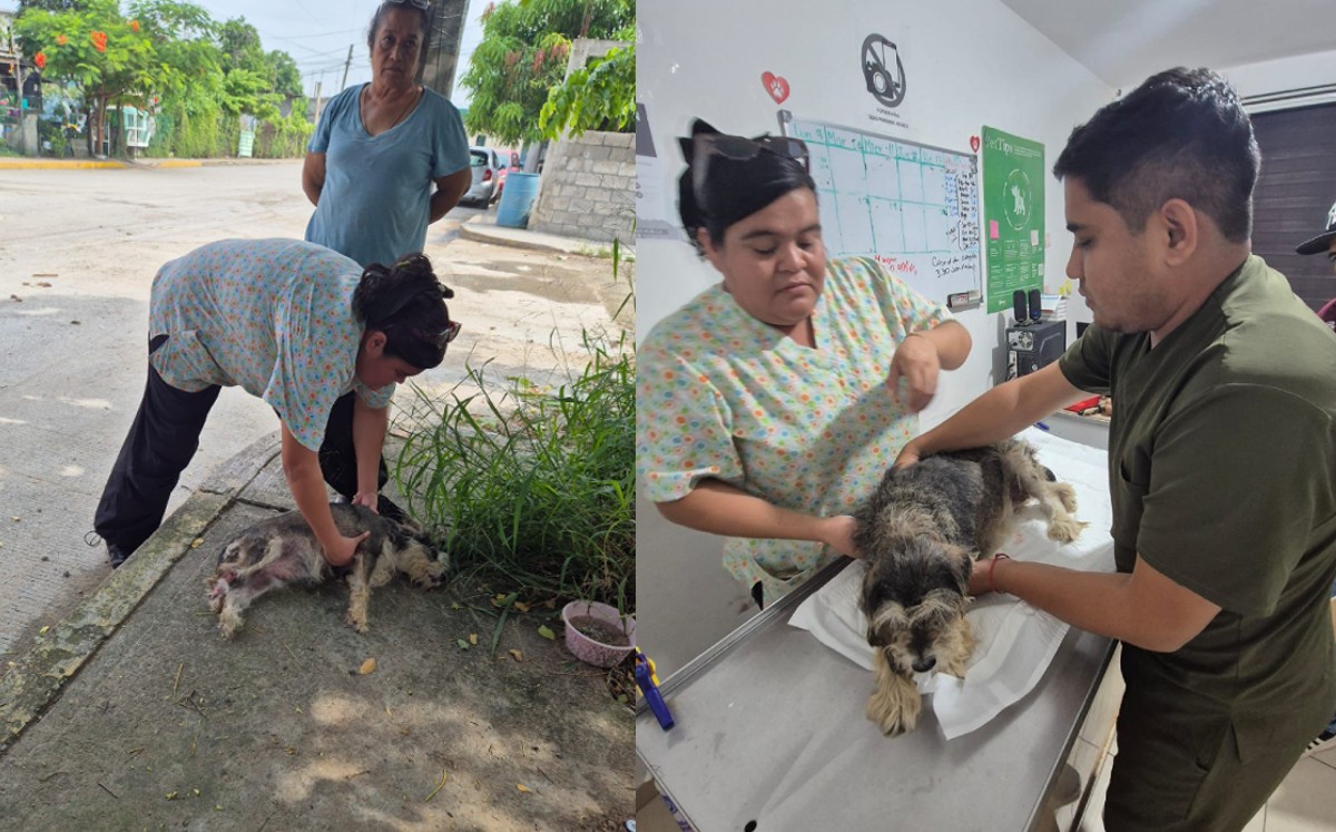 "Osa" la perrita, tiene fractura en una de sus patas. | Cortesía