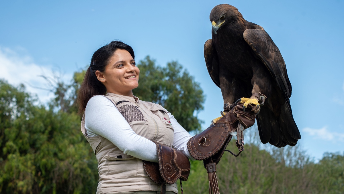 Africam lidera programa para la conservación del águila real en Puebla | Especial