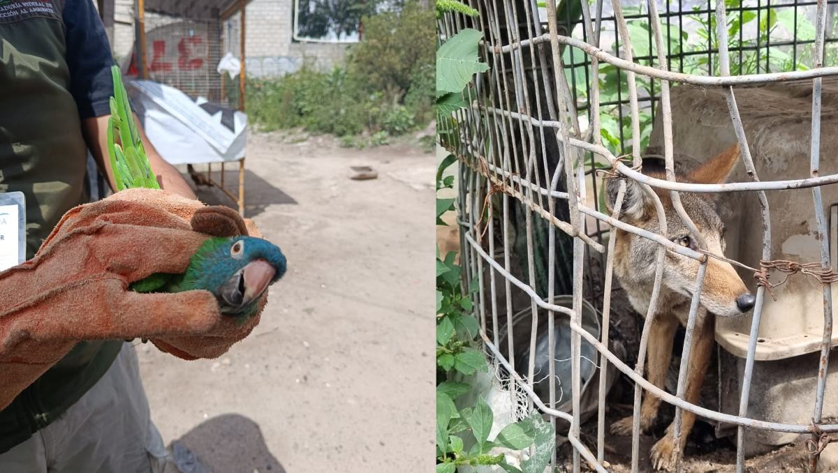 Autoridades y PROFEPA rescataron un coyote y un perico exótico en un domicilio de San Lorenzo Río Tenco. Especial