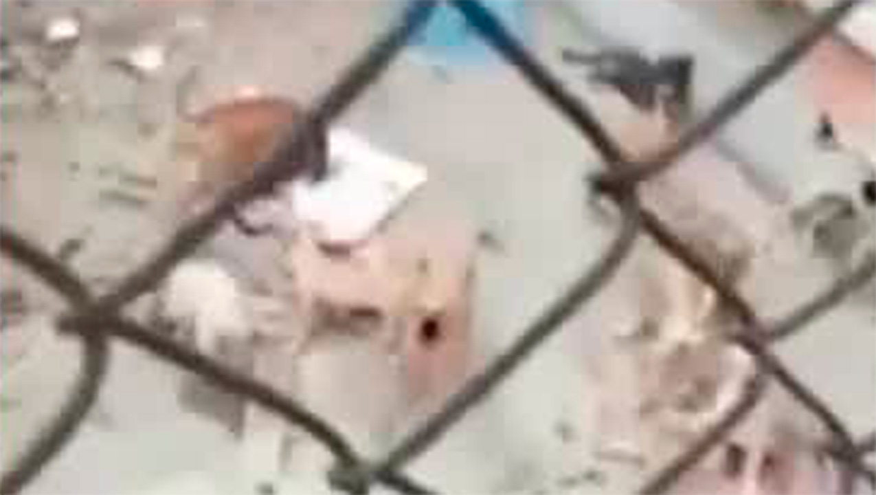 Denuncian la muerte de 70 perros en Santa Catarina, Nuevo León