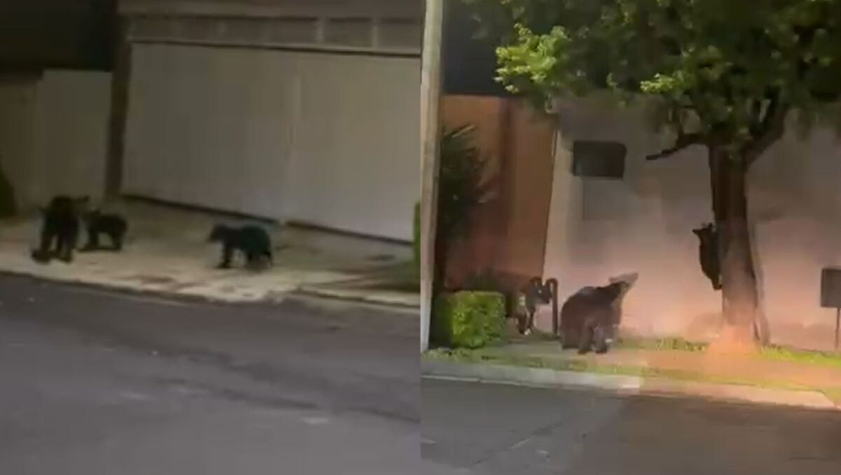 La familia de osos fue captada en la colonia Prados de la Sierra. | Especial.