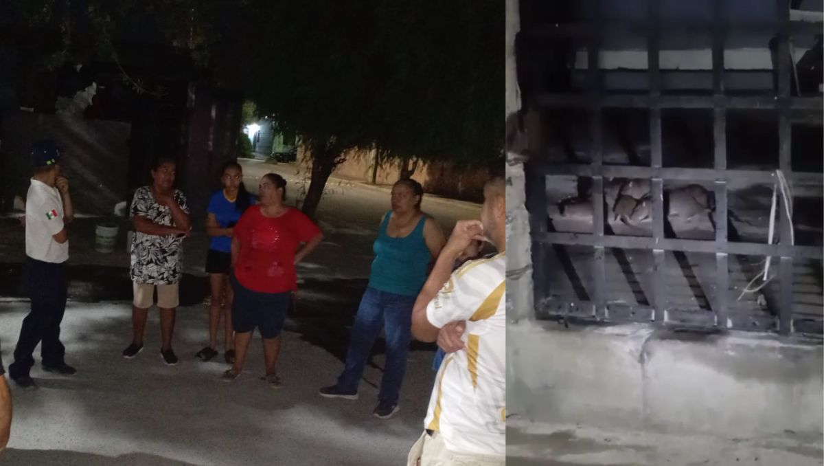 Los habitantes han optado por combatir la plaga por sus propios medios, utilizando trampas caseras, veneno y herramientas improvisadas. Fernanda Pérez
