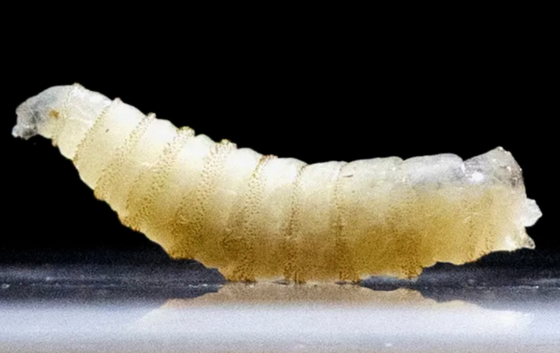 Gusano barrenador infecta otra persona Yucatán van tres casos humanos-  Grupo Milenio