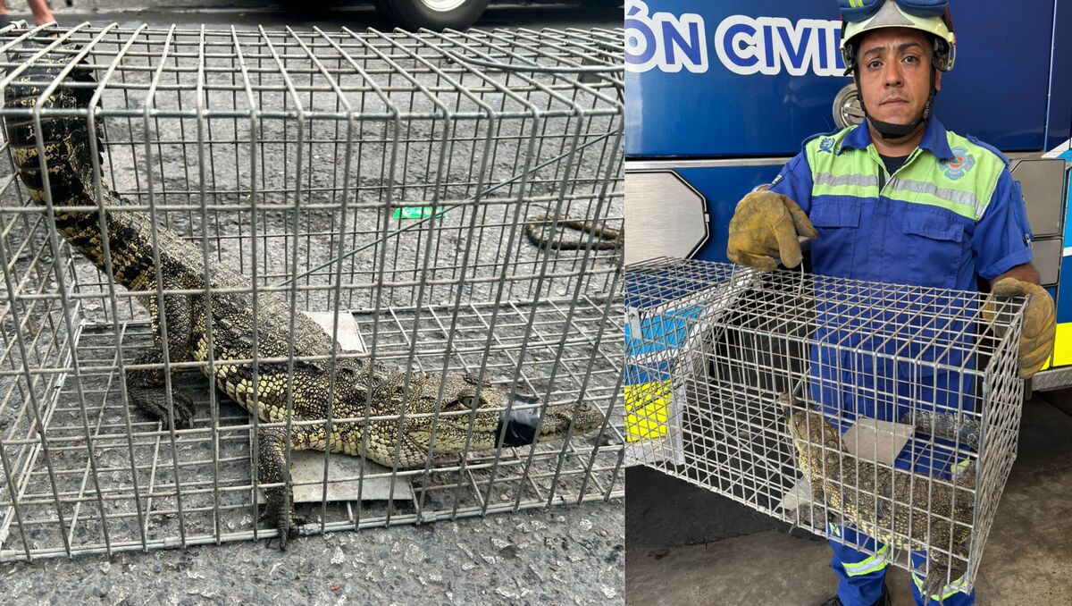El reptil fue rescatado por elementos de Protección Civil. | Especial.
