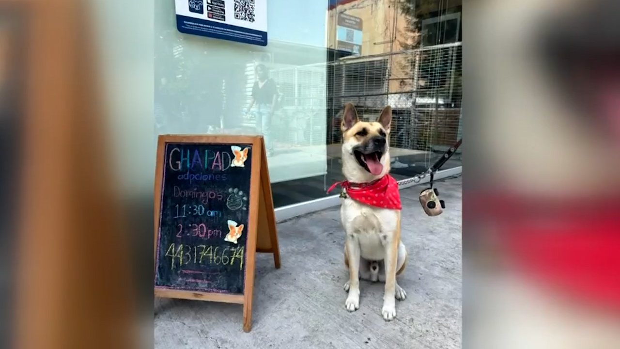 Feria de adopción en Michoacán busca cambiar la vida de perritos en situación de calle