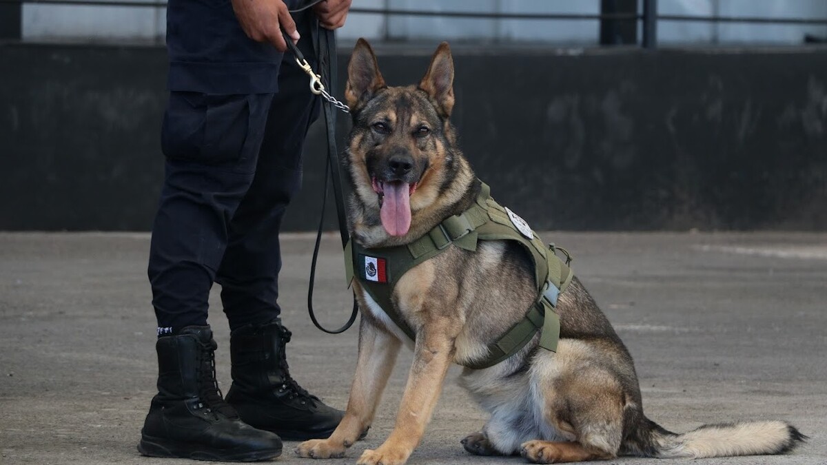 La Policía de León entrena a perros K9 para localizar restos humanos en fosas clandestinas. | Dany Béjar.