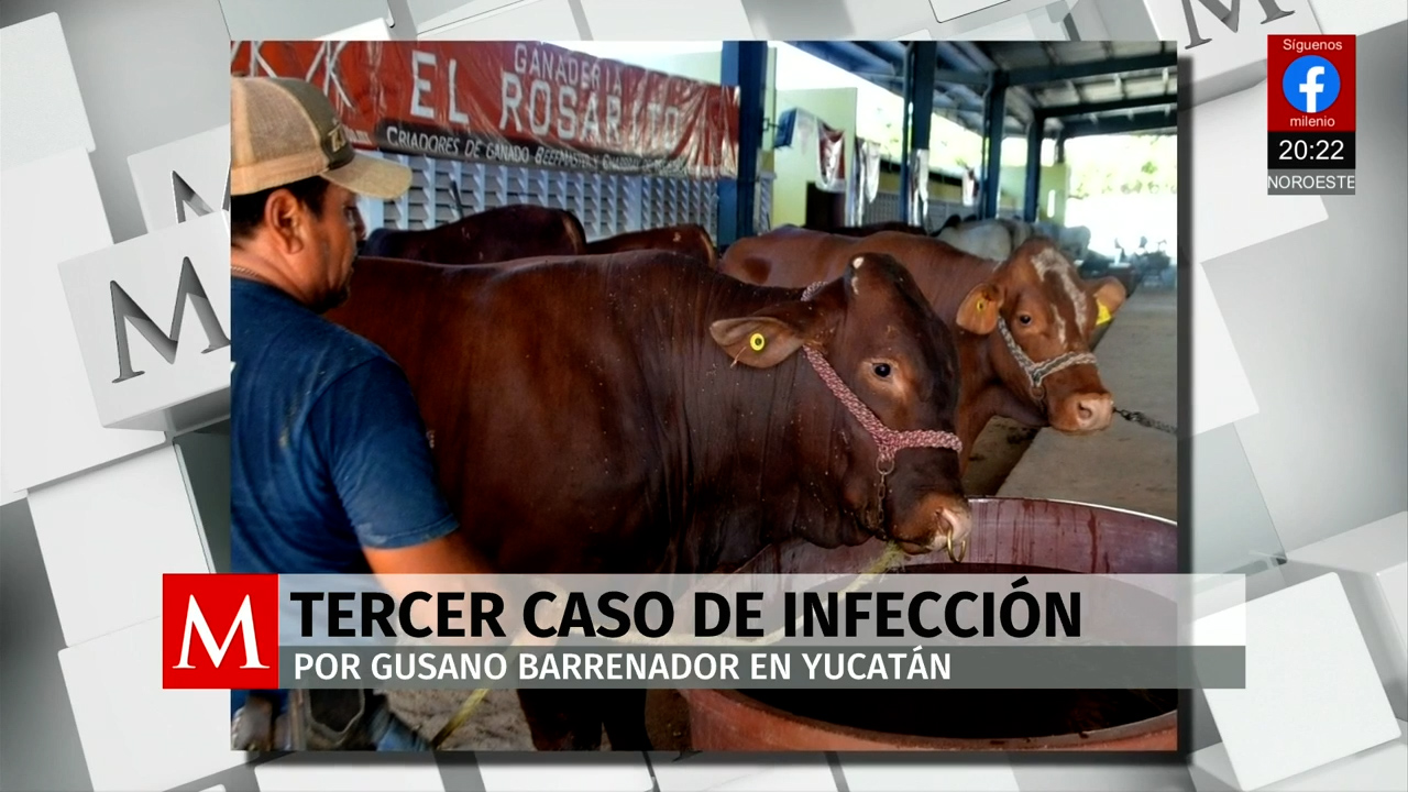 Yucatán registra 50 nuevos casos de gusano barrenador en animales y humanos