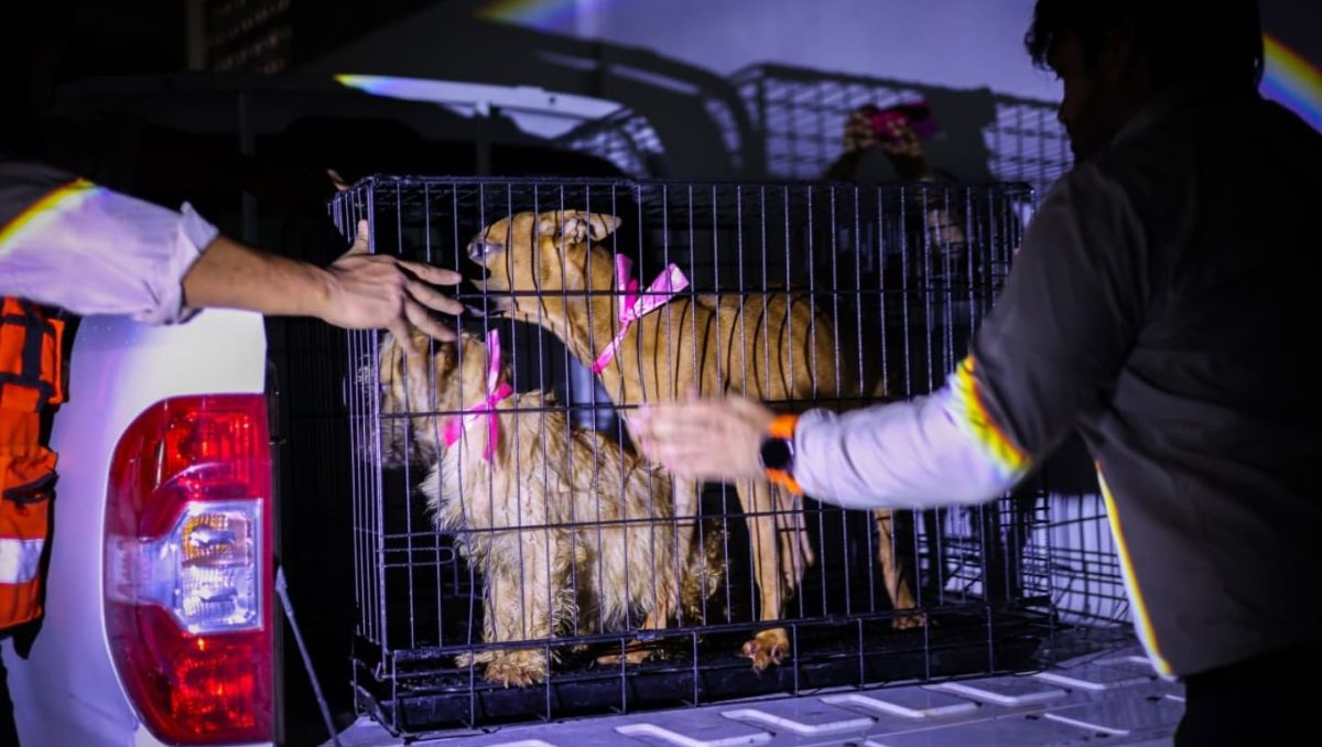 Los ejemplares que presentaron enfermedades fueron trasladados al Centro Estatal de Atención Animal | Especial