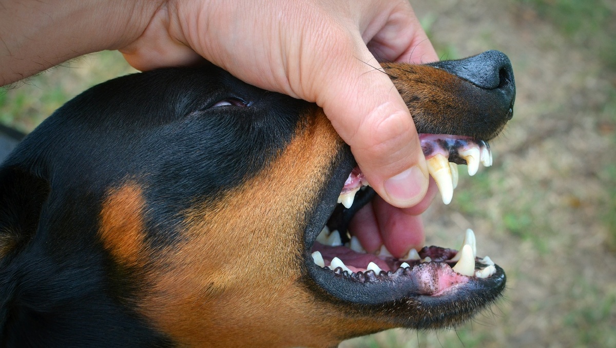 La rabia transmitida por perros fue eliminada luego de diversas campañas de vacunación. | Freepik