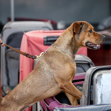 Perro en búsqueda de gusano barrenador en equipajes  en el aeropuerto internacional de la ciudad de México