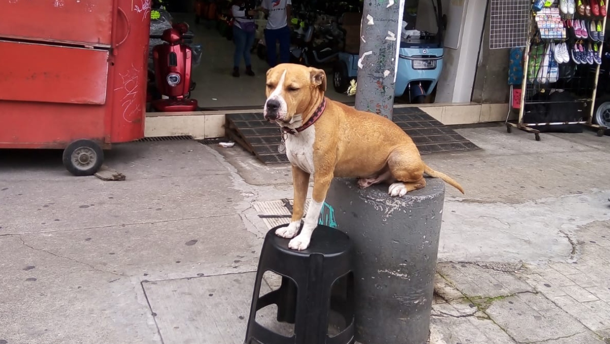 'Chacarrón' fue asesinado brutalmente a pesar de ser un perro tranquilo y querido. | Especial