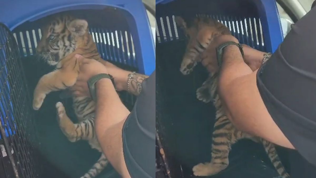 El tigre cachorro fue resguardado por especialistas. | Especial