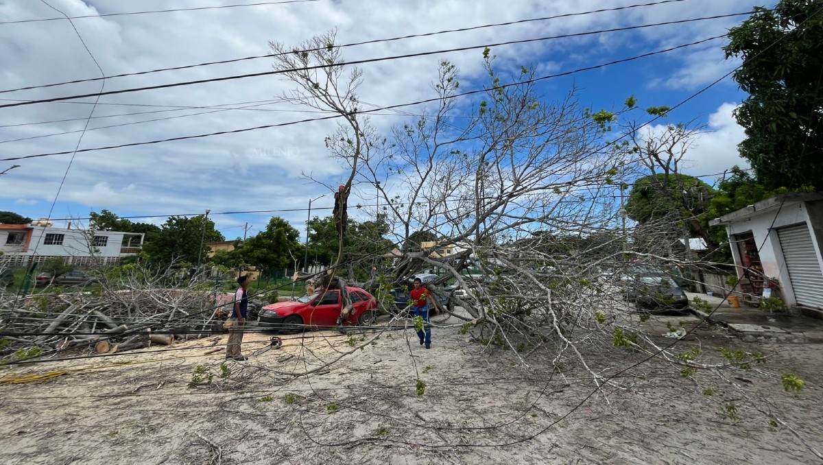 Elementos de Protección Civil Municipal acudieron al lugar para coordinar los trabajos de retiro del árbol