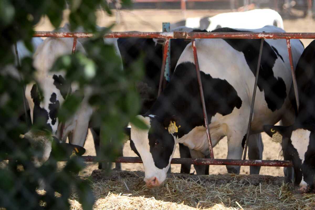 Se impulsará un esquema de créditos para engorda de ganado y se preparan inversiones en rastros y centros de subastas.| Rolando Riestra