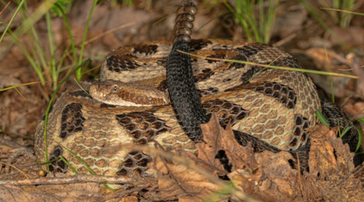 Una Víbora de Cascabel del género Crotalus | iNaturalist Mexico