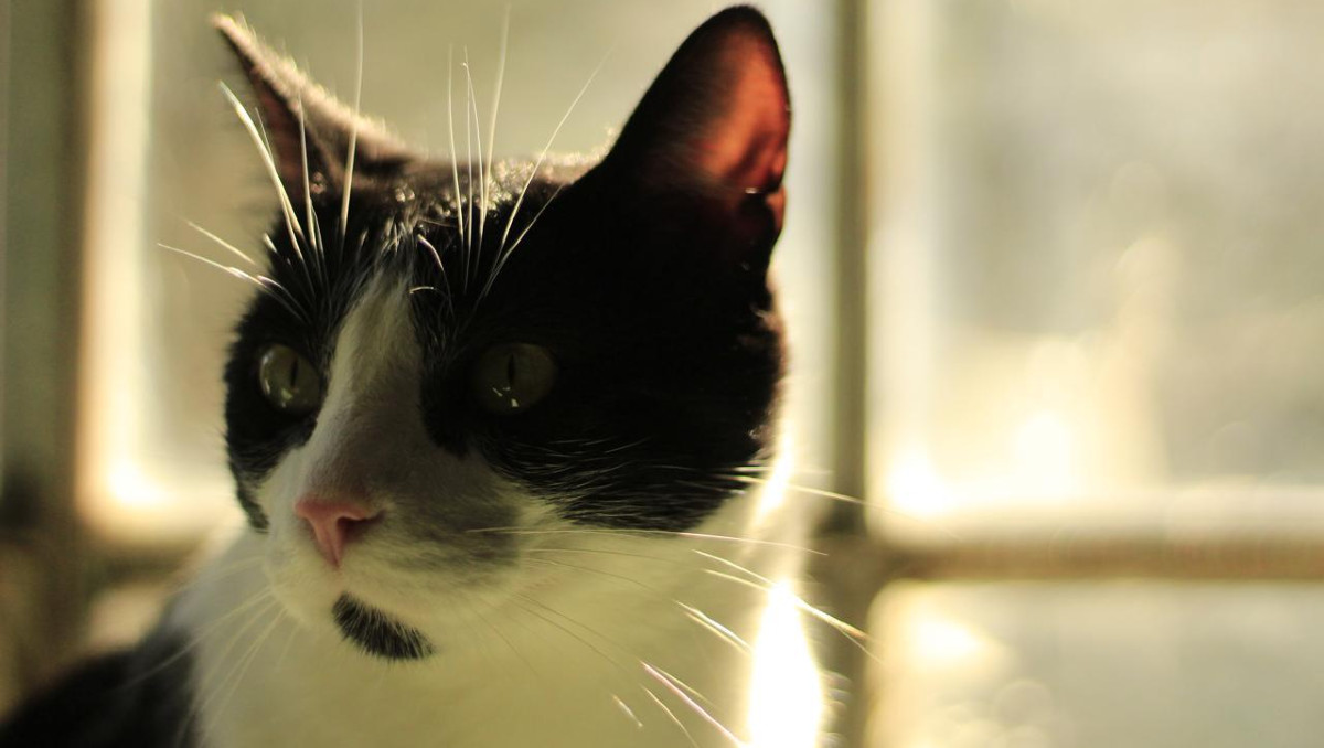 Aspectos de gatos en Puebla | Agencia Es Imagen