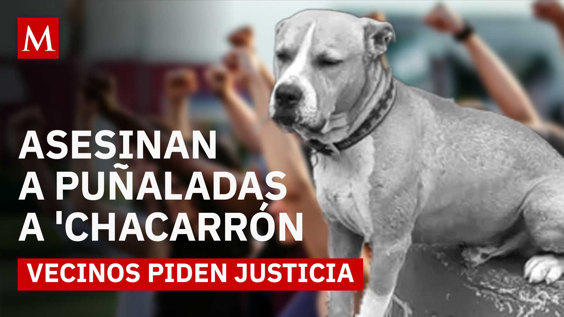 Justicia para Chacarrón: perrito pierde la vida tras ataque con arma blanca en CDMX
