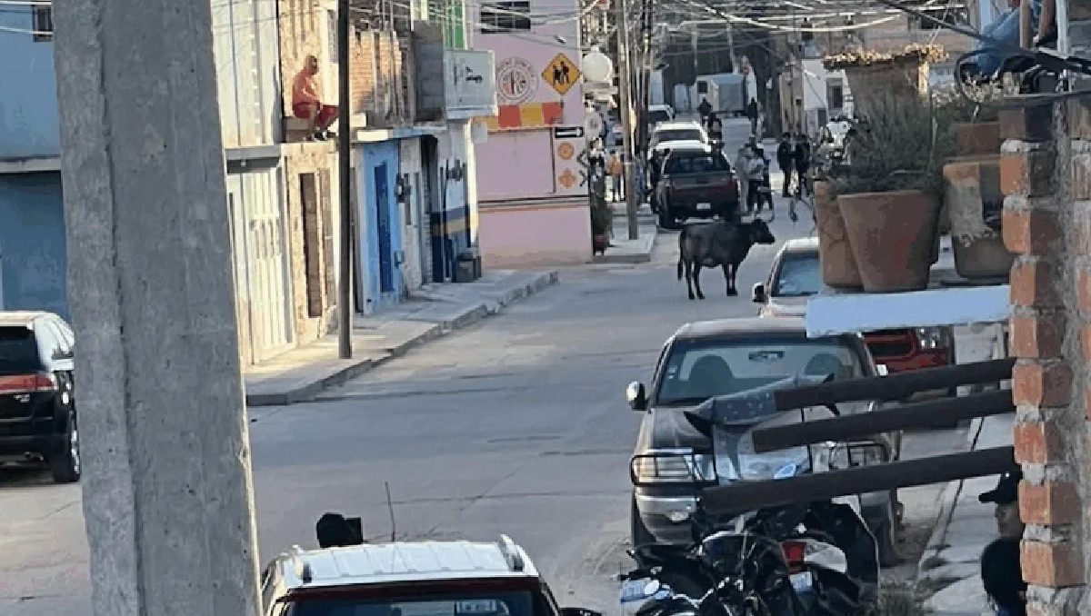 Toros en San Felipe embisten coches y personas | Especial