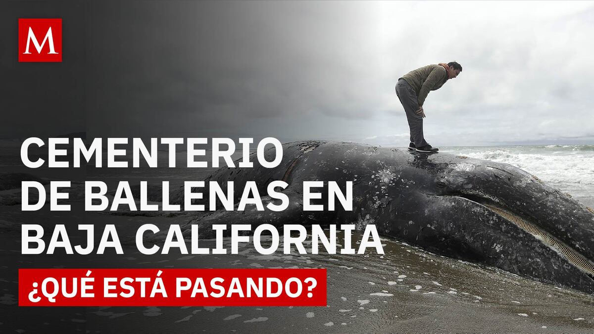 Mortalidad crítica: el número más alto de ballenas grises muertas en México desde 2020