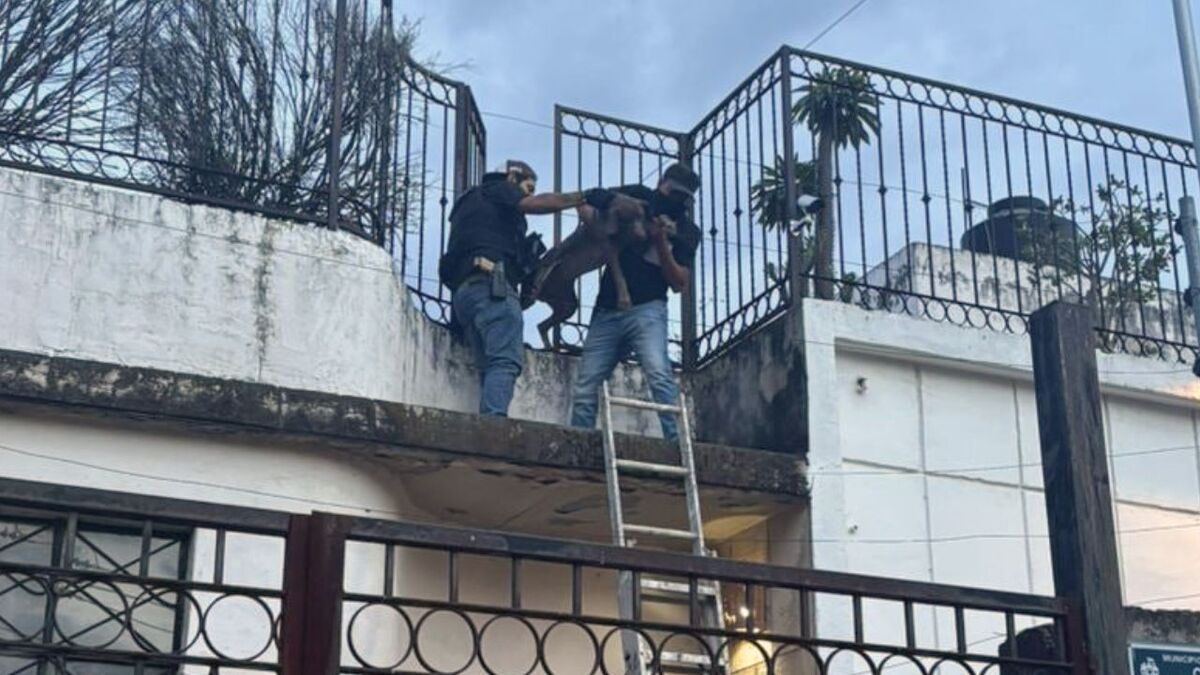Rescatan perro en colonia Moderna (Cortesía)