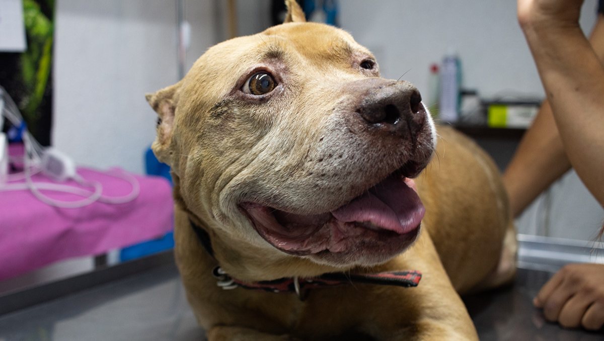 Aslan es un pitbull de aproximadamente nueve años de edad que resultó afectado por la explosión | Baruc Mayen