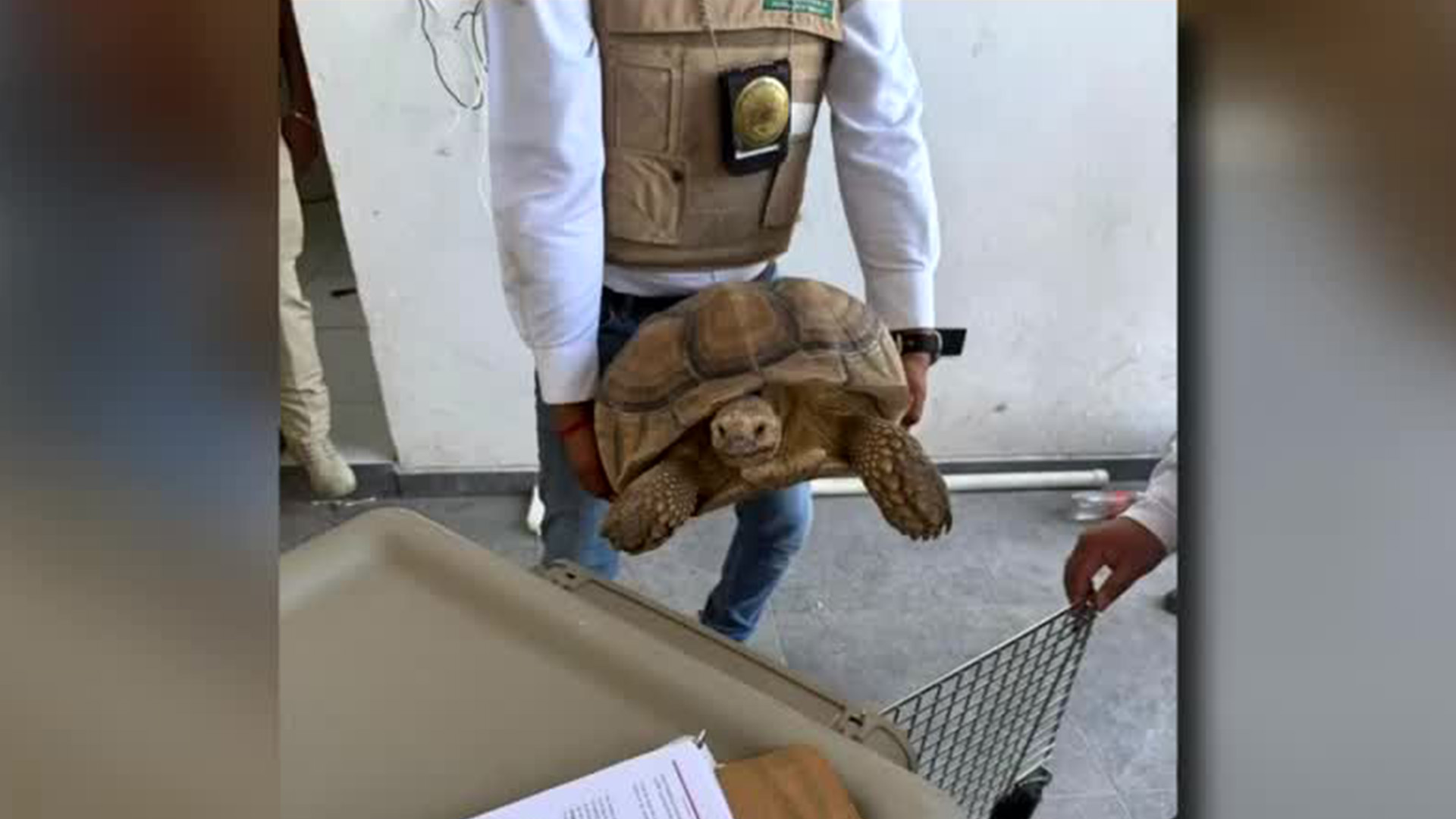 La Fiscalía de Michoacán aseguró granadas, droga y animales exóticos como un lince y una tortuga