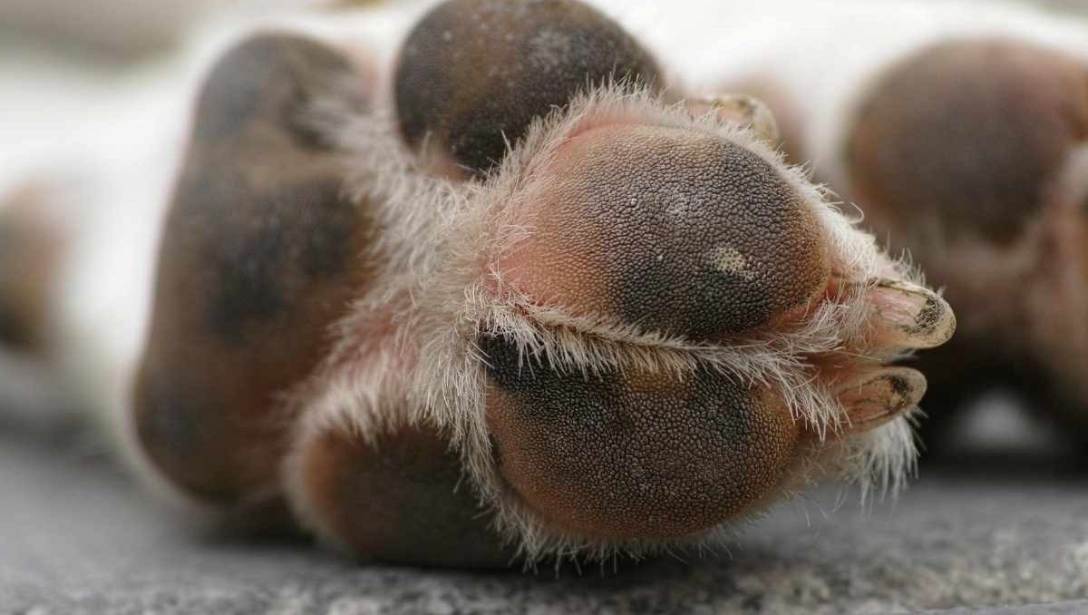 San José Iturbide: envenenan más de 20 animales | Especial