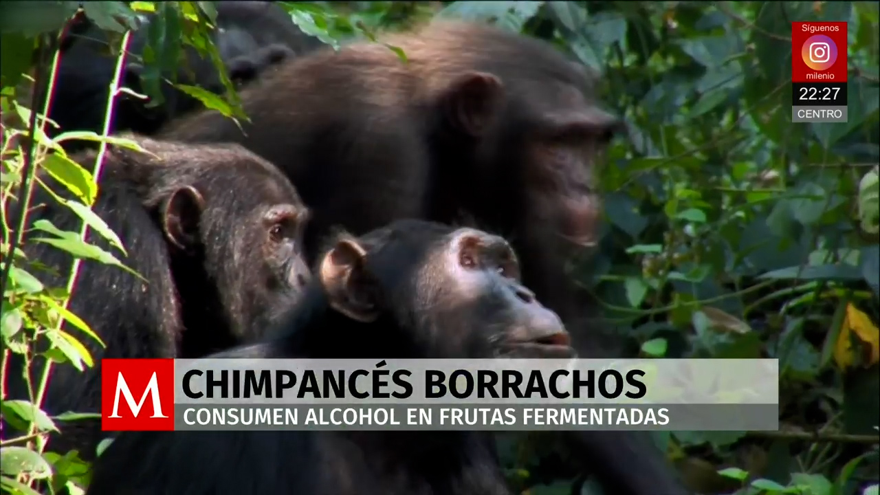 Estudio revela que chimpancés consumen alcohol mediante frutas fermentadas