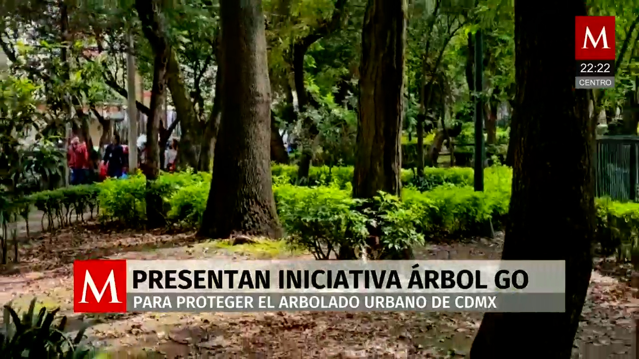 Iniciativa Árbol Go busca proteger el arbolado urbano en Ciudad de México
