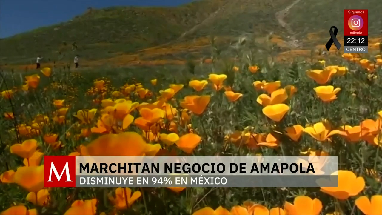 Autoridades erradican plantíos de amapola en México como parte de estrategia antidrogas