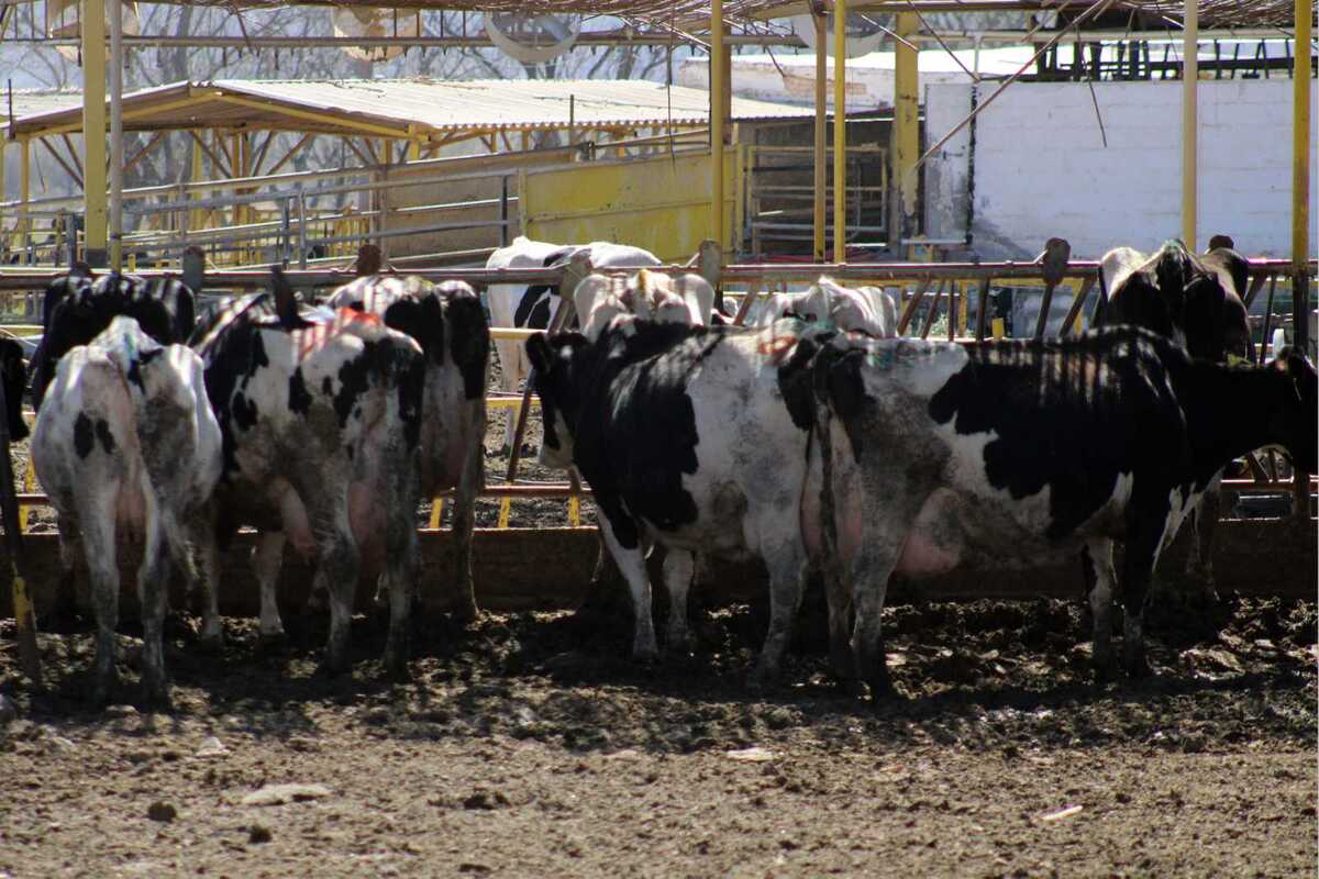 Aunque Durango no registra casos, autoridades señalan que el hallazgo activa alertas sanitarias y protocolos de EU.| Rolando Riestra