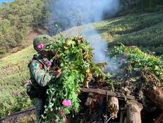 Los soldados descubrieron un sembradío de amapola en Durango | Especial