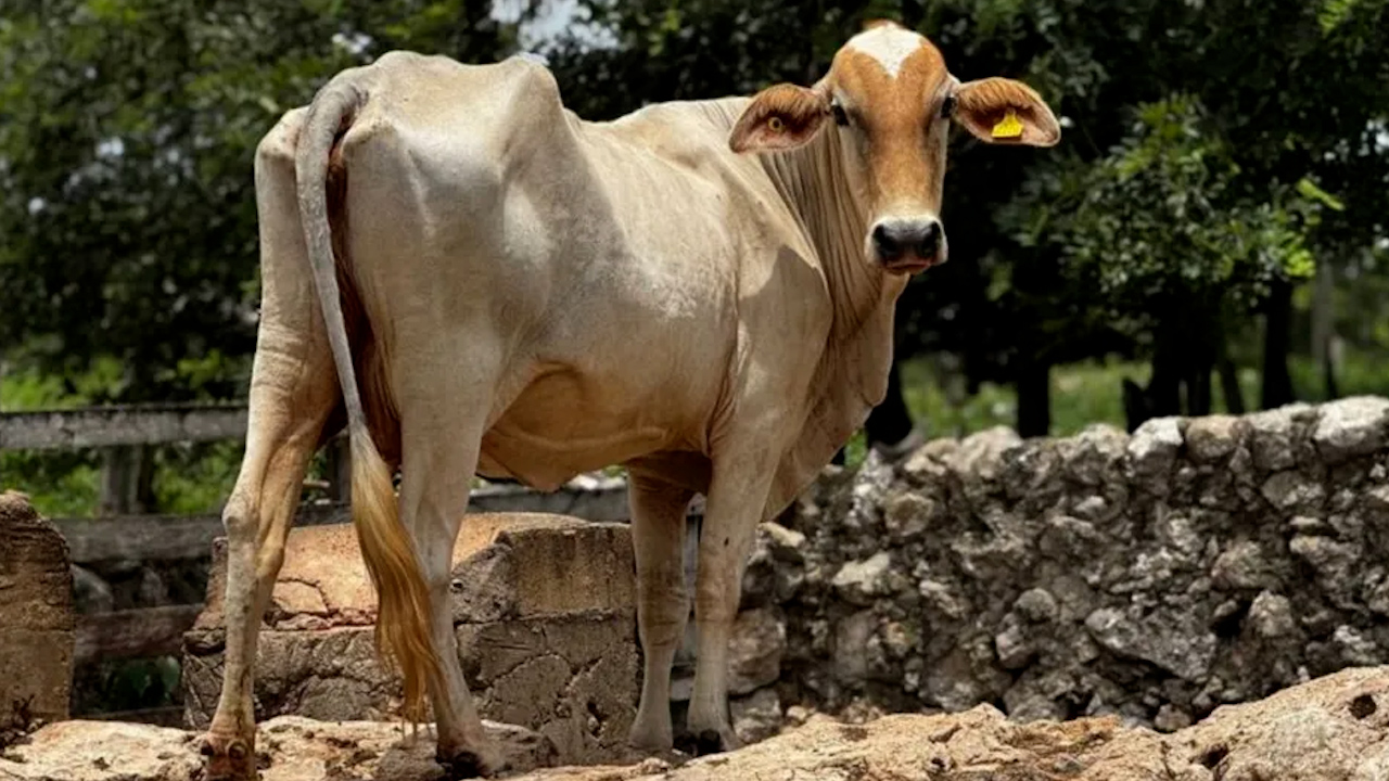 Controlan brote de gusano barrenador en Nuevo León, informa Julio Berdegué