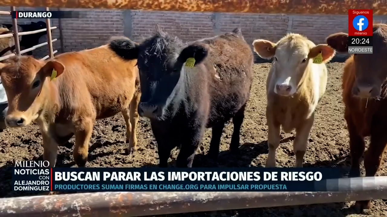 Ganaderos y consumidores impulsan campañas para mejorar calidad del ganado en la frontera sur
