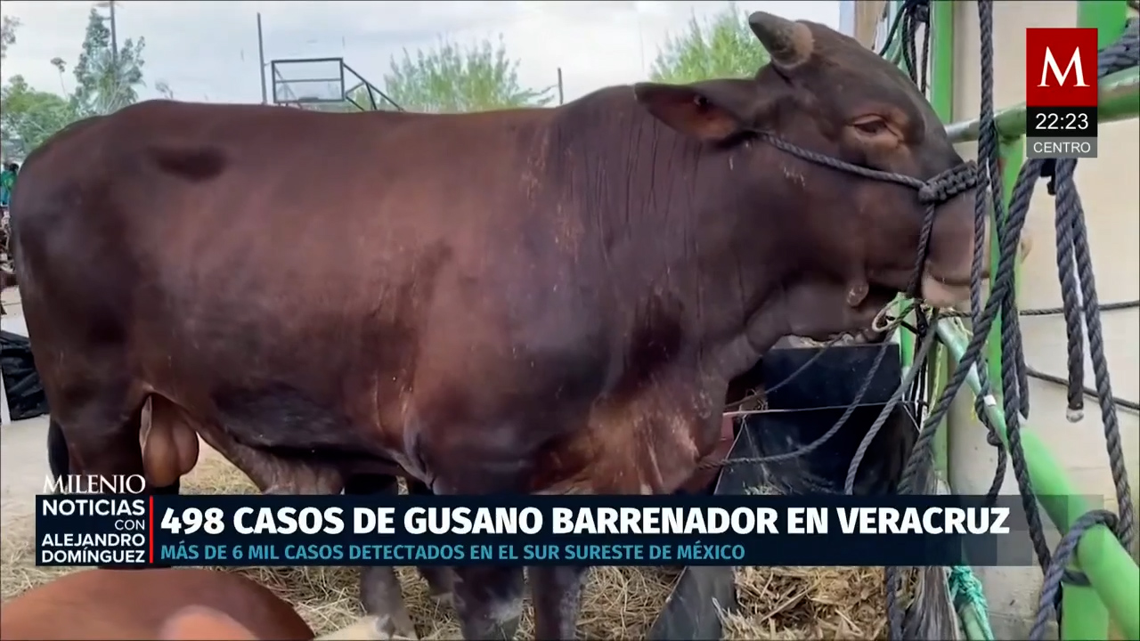 Veracruz registra casi 500 casos de gusano barrenador mientras Nuevo León reporta su primer caso