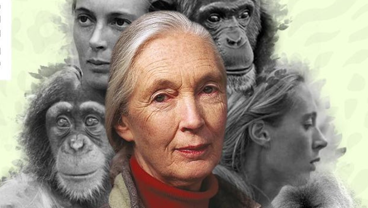 Es conocida por sus revolucionarios estudios sobre chimpancés salvajes | Especial