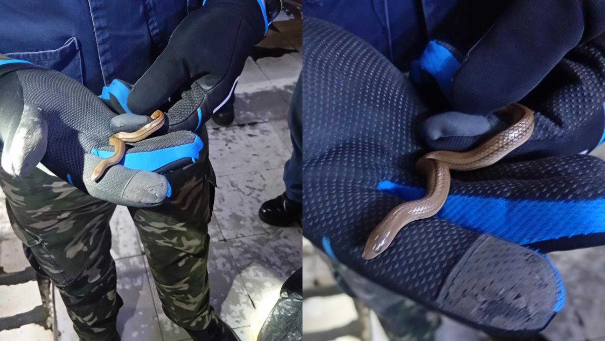 La serpiente fue rescatada por personal del Metro y de Gestión Integral de Riesgos y Protección Civil. | Especial