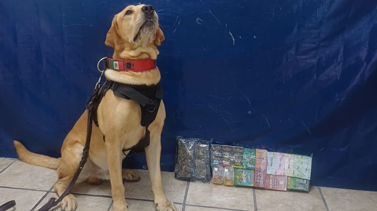 El binomio canino realizó la revisión de varios paquetes en un almacén.| Especial