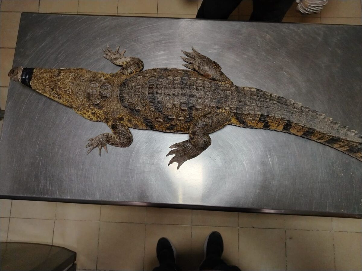 El ejemplar es un macho de cuatro años de edad, cocodrilo de pantano (Crocodylus moreletii). | Especial