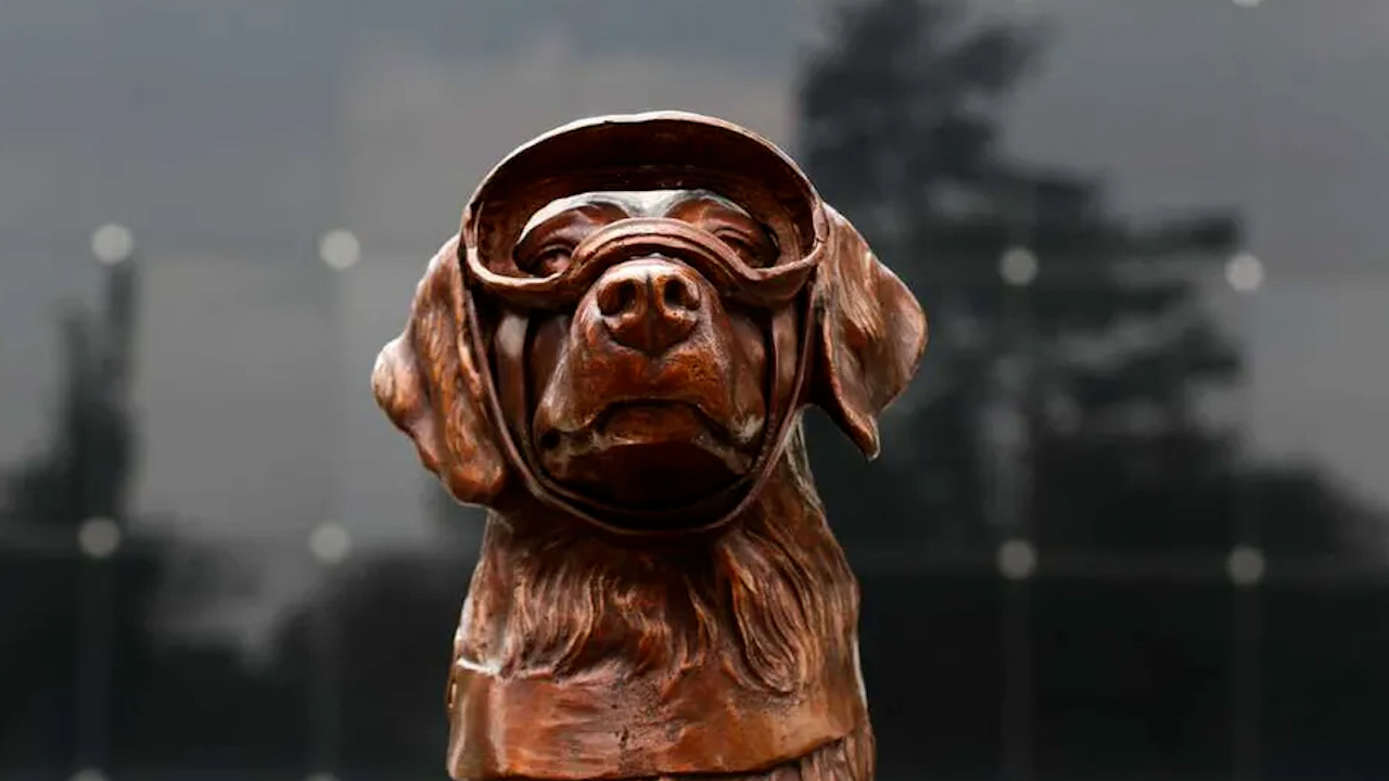 Perritos rescatistas continúan el legado de Frida en la Marina